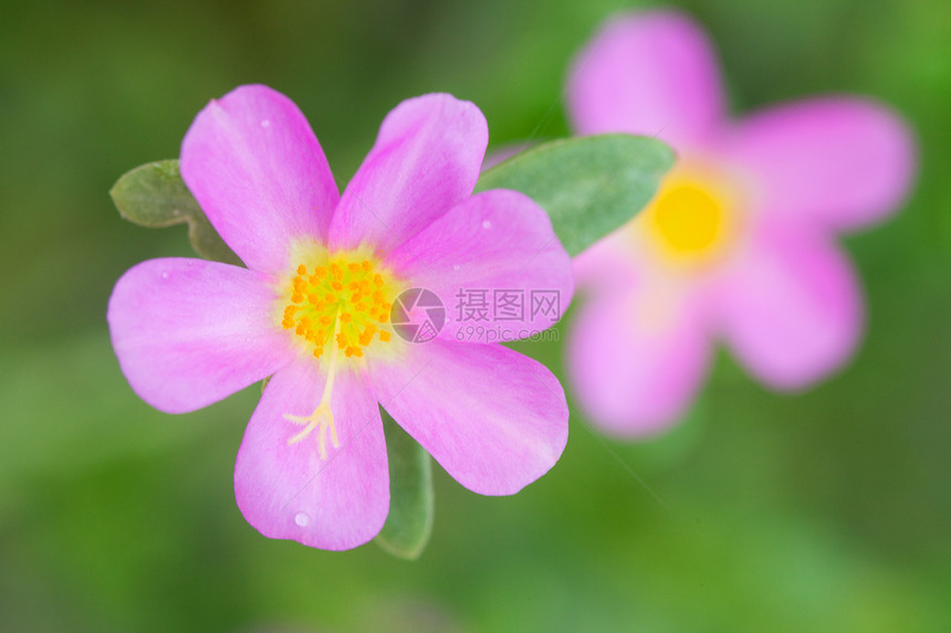 月光花生长年度绿色宏观叶子气候苔藓花园花瓣植物图片