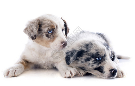 小小狗边疆宠物白色黑色小狗蓝色动物牧羊犬眼睛灰色犬类背景图片