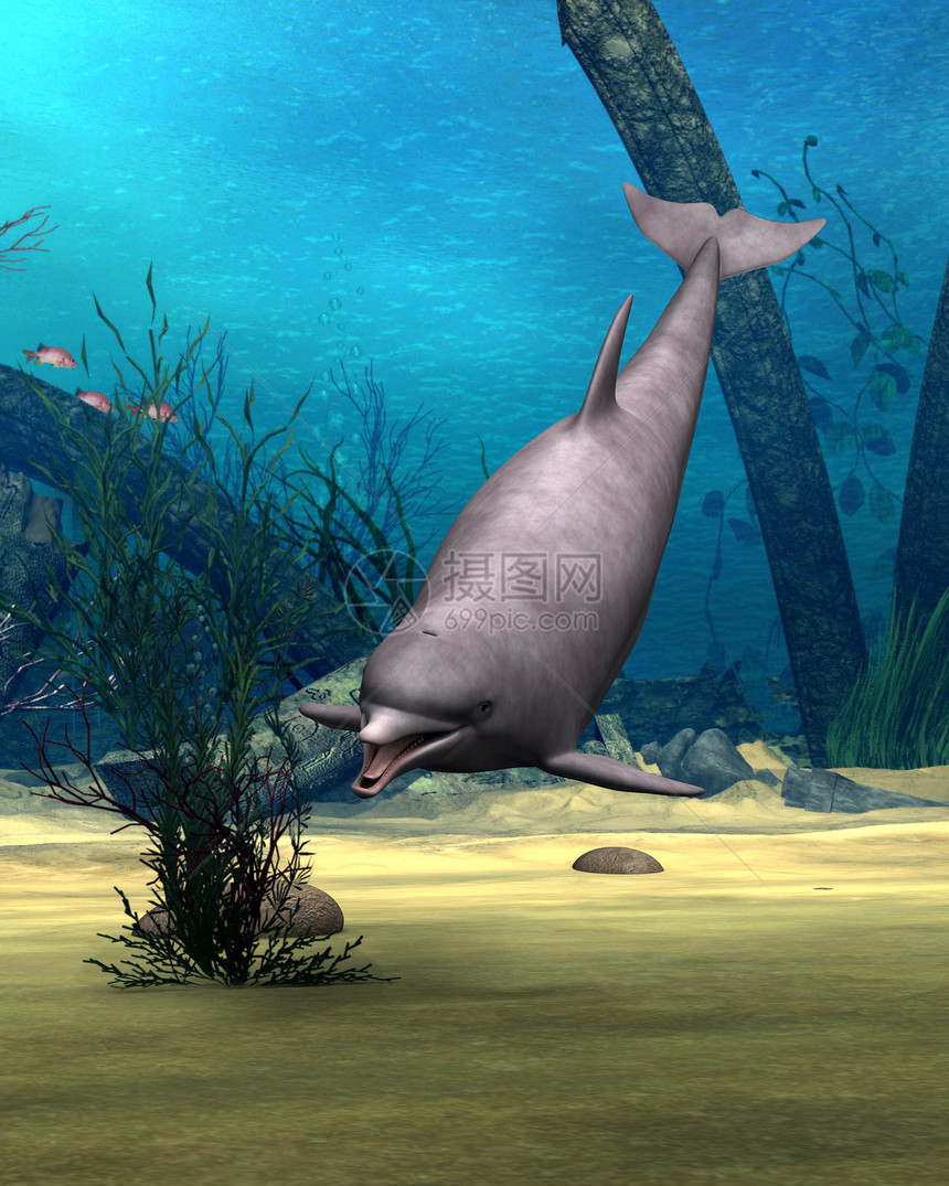 海豚蓝色乐趣阳光热带动物野生动物游泳荒野哺乳动物潜水图片