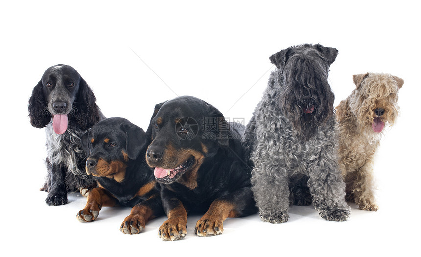 5条5狗狗灰色团体工作室友谊犬类动物小狗猎犬猎狗宠物图片