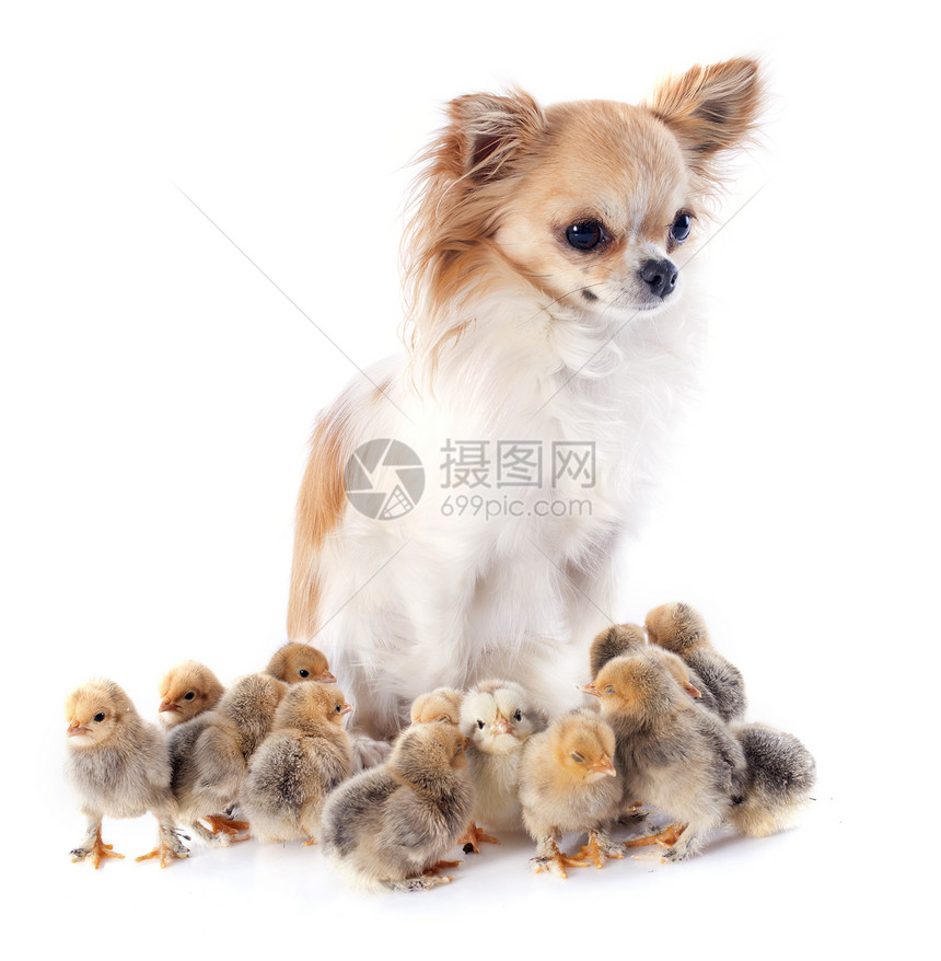 年轻小鸡工作室动物白色乡村犬类朋友们友谊家禽农场棕色图片