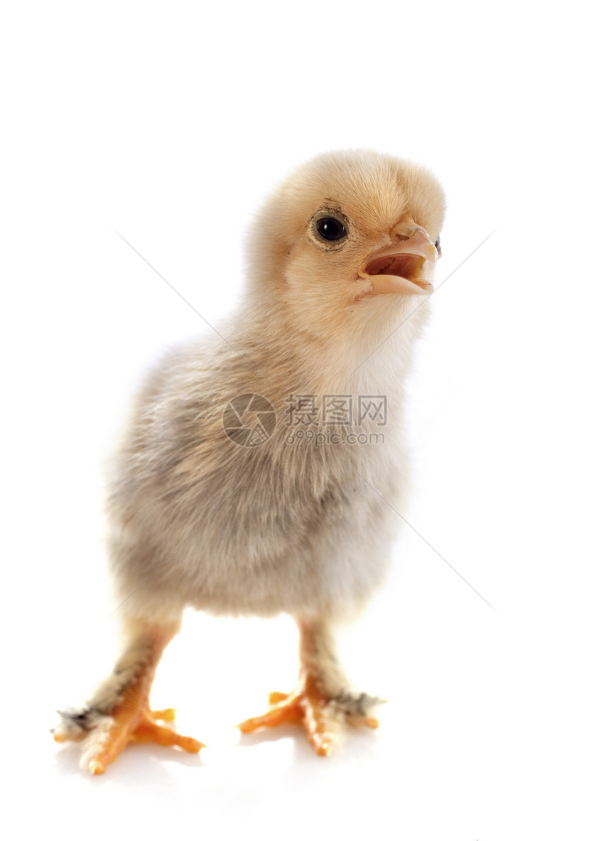 年轻小鸡动物工作室农场白色黄色脚鸡婴儿棕色宠物乡村图片