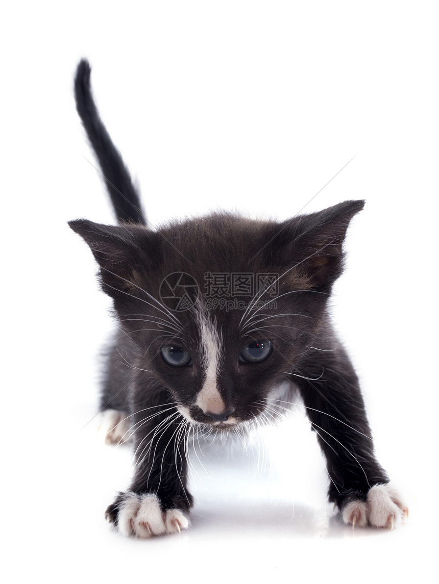 黑小黑猫警觉工作室动物小猫眼睛宠物图片