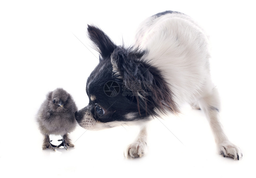 年轻小鸡和吉华花脚鸡棕色婴儿宠物朋友们灰色白色乡村农场工作室图片