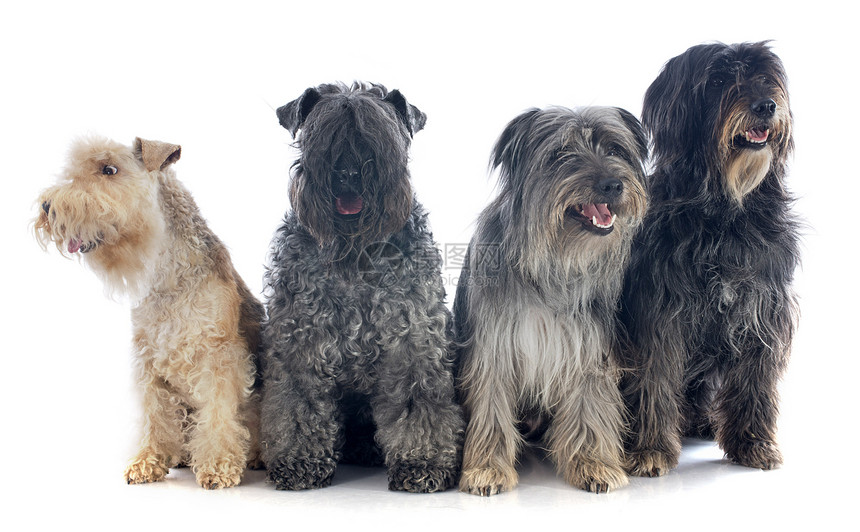 四四只狗灰色动物牧羊犬团体工作室宠物毛皮棕色图片