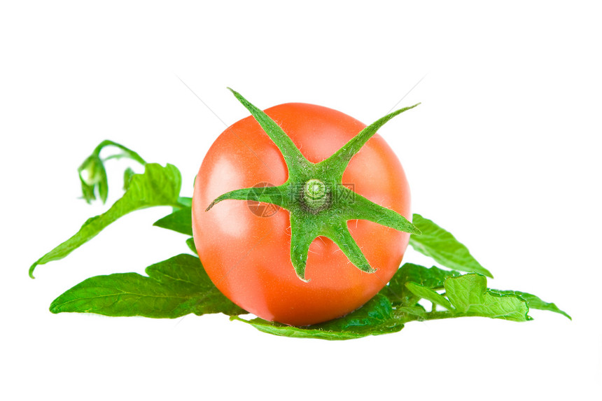 番茄叶上的西红柿图片