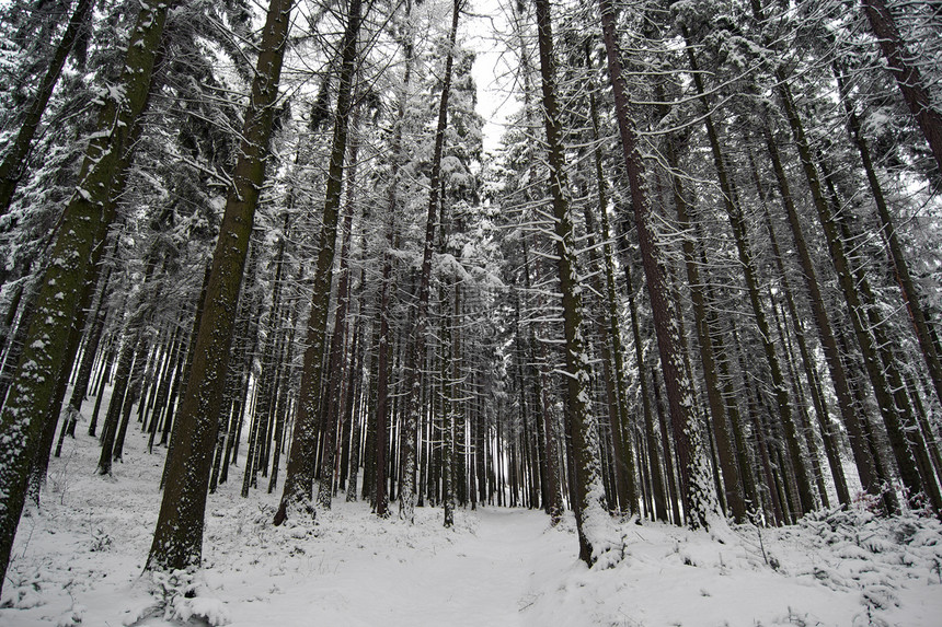 冬季寒冬的隐性森林图片