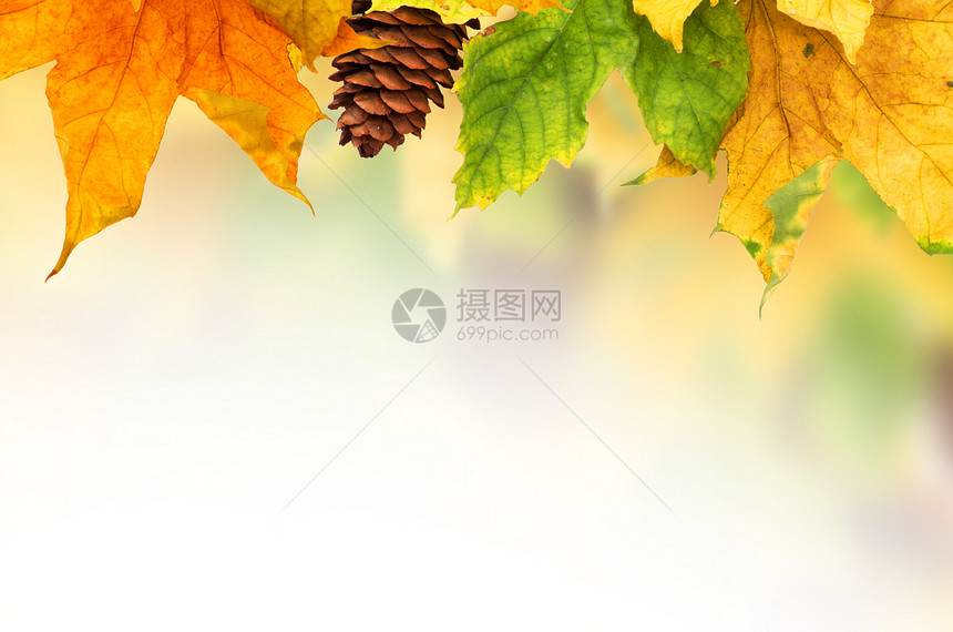 美丽的秋天背景 有木叶拼贴画静脉框架横梁太阳植物橙子森林灯光宏观图片