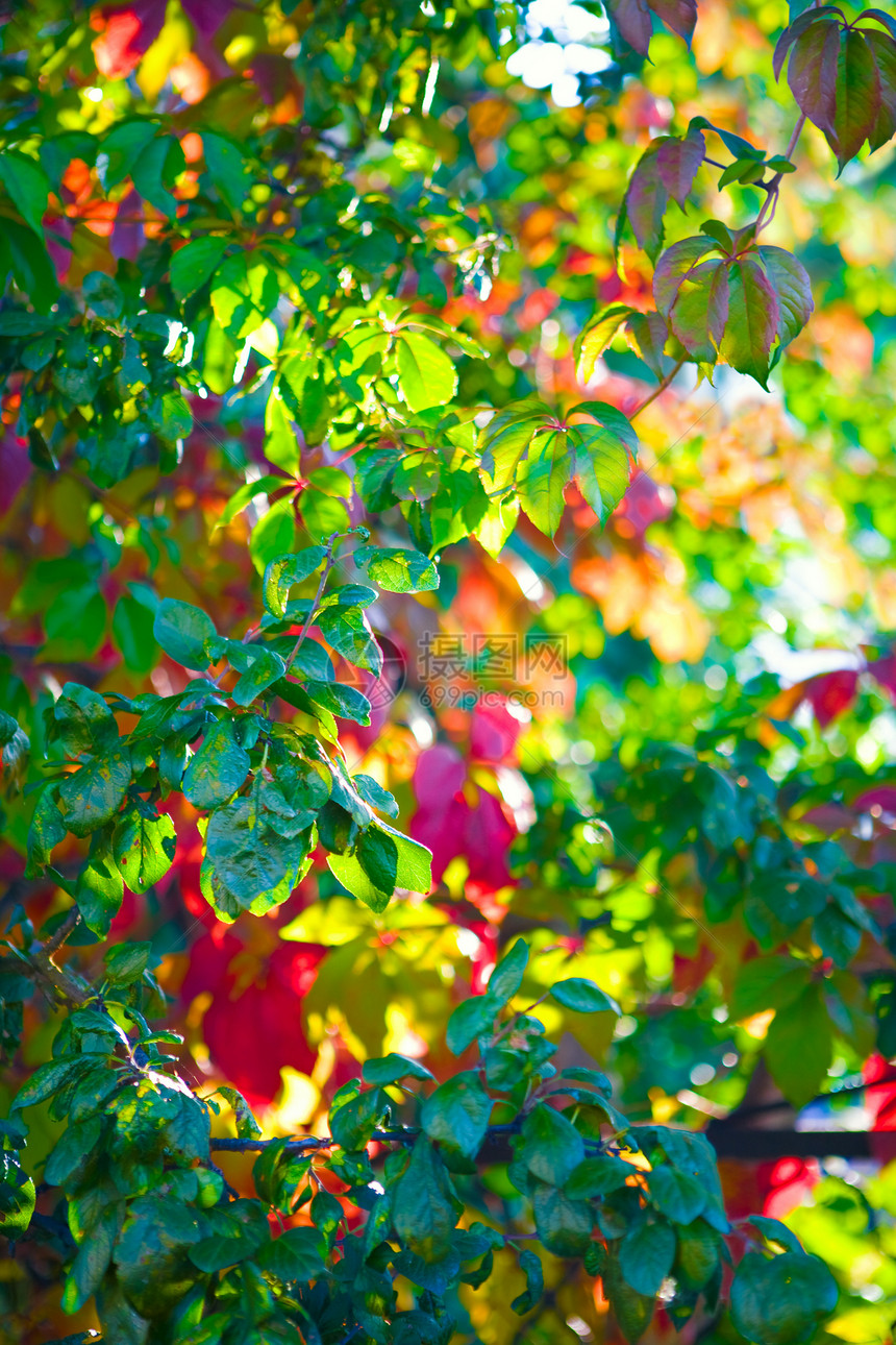 秋季背景树木红色叶子黄色阳光绿色季节森林图片