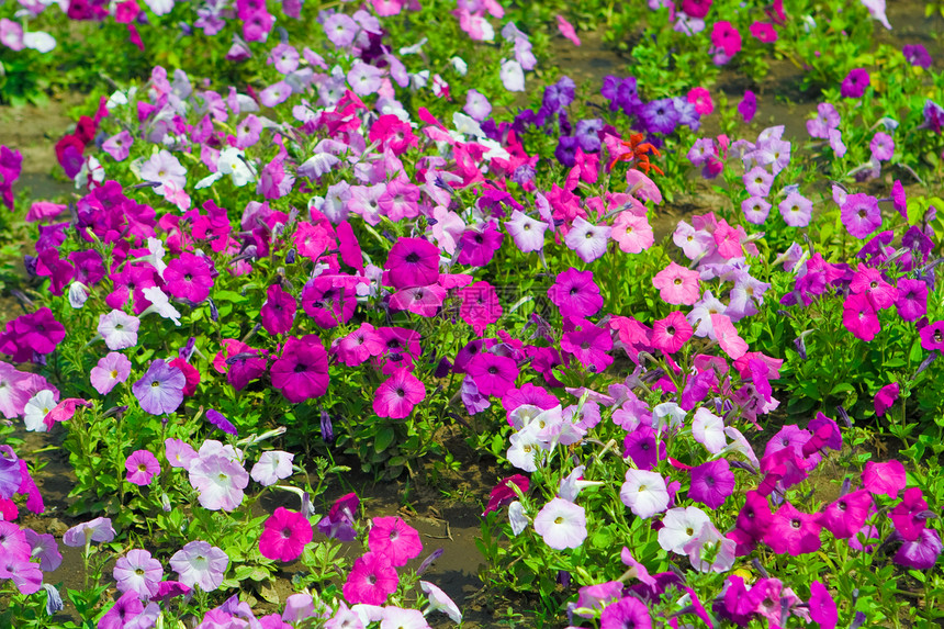 花背景园艺农业团体骑术花瓣花园植物雏菊叶子季节图片