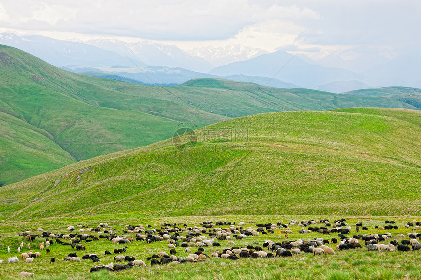 山里的牧草上放牧羊群母羊牧场农场农村场地哺乳动物草原爬坡农业国家图片