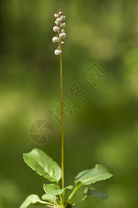 奥罗拉皮罗拉宏观背景花序蹄草叶子白色植物群野花性质植物背景