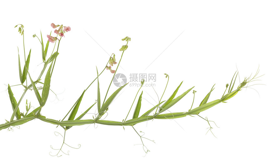 Lathyrus 间距叶子植物宏观粉色黧豆图片