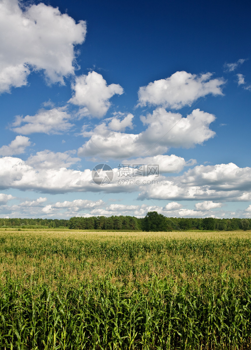 带森林和天空的玉米田图片