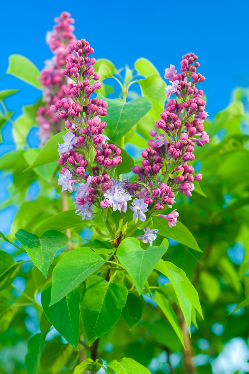 利拉芳香天空花朵植物团体叶子季节植物学香味疗法图片
