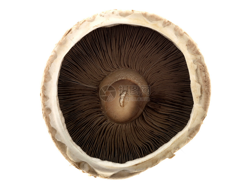 波塔贝拉蘑菇蔬菜图片