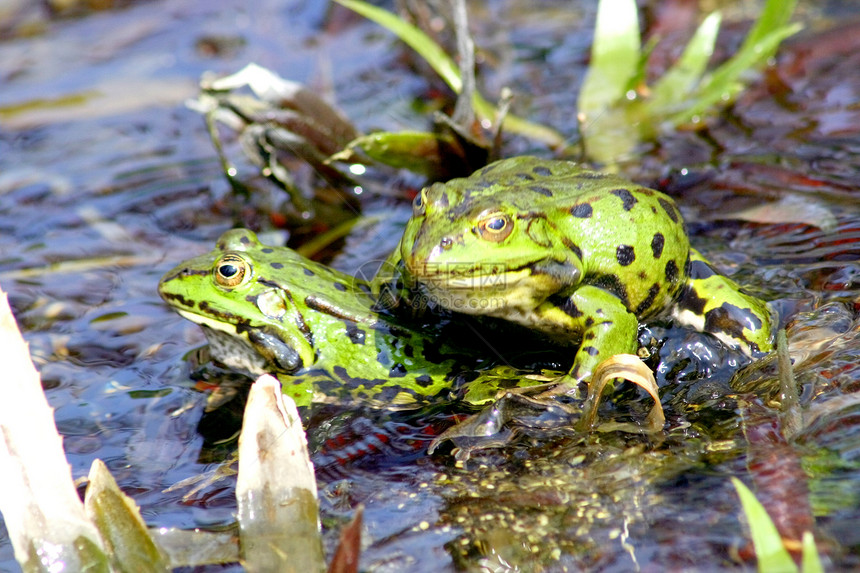 两只绿水青蛙图片