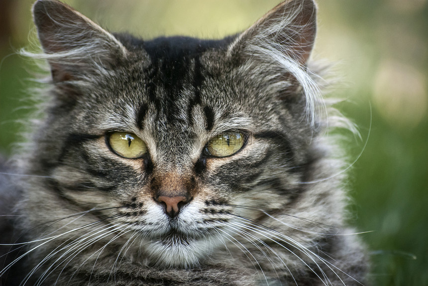 猫头胡须宠物条纹灰色猫科虎斑鼻子晶须绿色哺乳动物图片