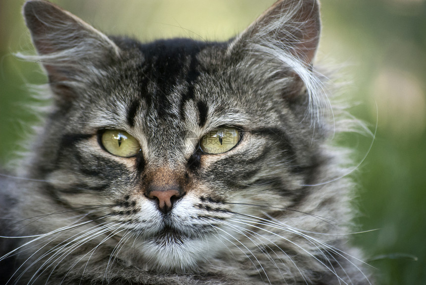 猫头猫咪哺乳动物灰色胡须宏观晶须宠物绿色猫科头发图片