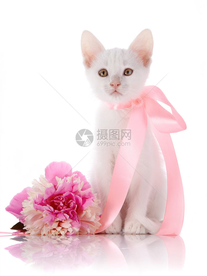 有粉红色胶带的白小猫 和一朵小花坐在一起图片
