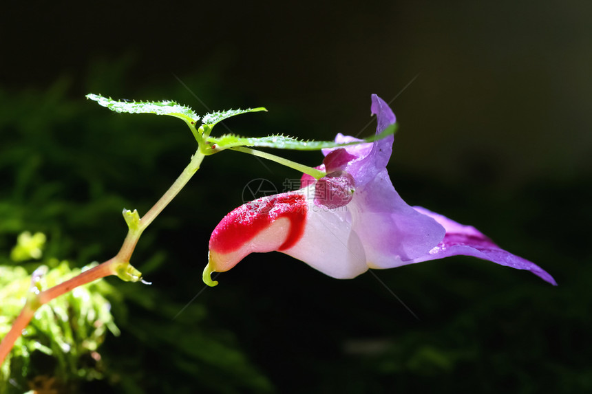 泰国森林中美丽的鹦鹉花朵植物宏观鹦鹉花兰花紫色花瓣叶子植物学热带植物群图片