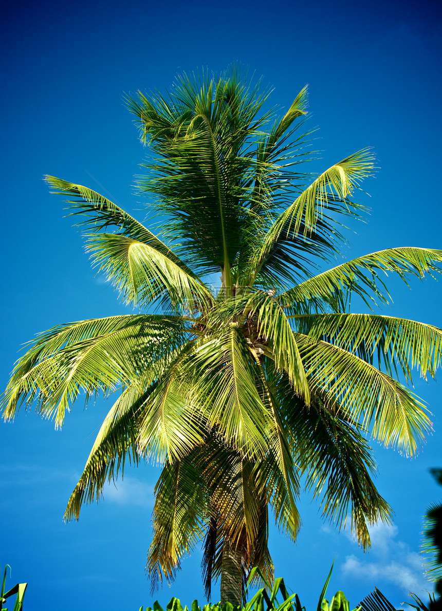 棕榈树绿色白色色彩情调蓝天天空蓝色阳光黄色场景图片