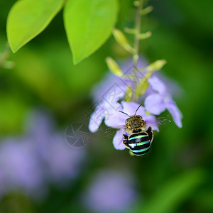 蜜蜂宏观花粉昆虫背景图片