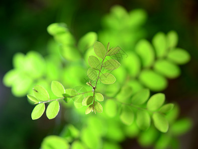 新植物寿命绿色生长新生活叶子幼苗开端背景图片