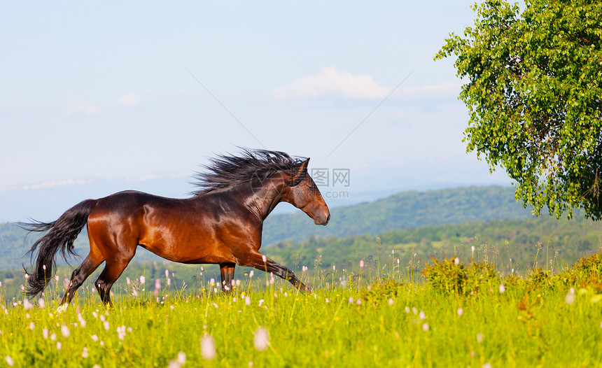 阿拉伯赛车手在绿色夏季草原上奔跑马术板栗马匹哺乳动物自由草地鬃毛赛跑者农业团体图片
