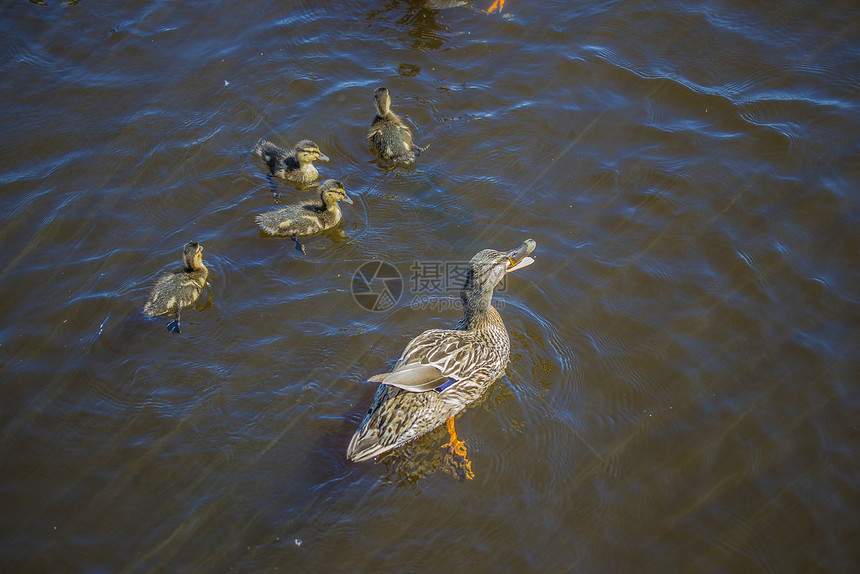 母鸭和小鸭子后代翅膀小鸡女性营养妈妈家禽母亲动物婴儿图片