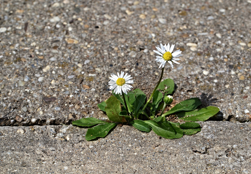 人行道上两个小菊花图片