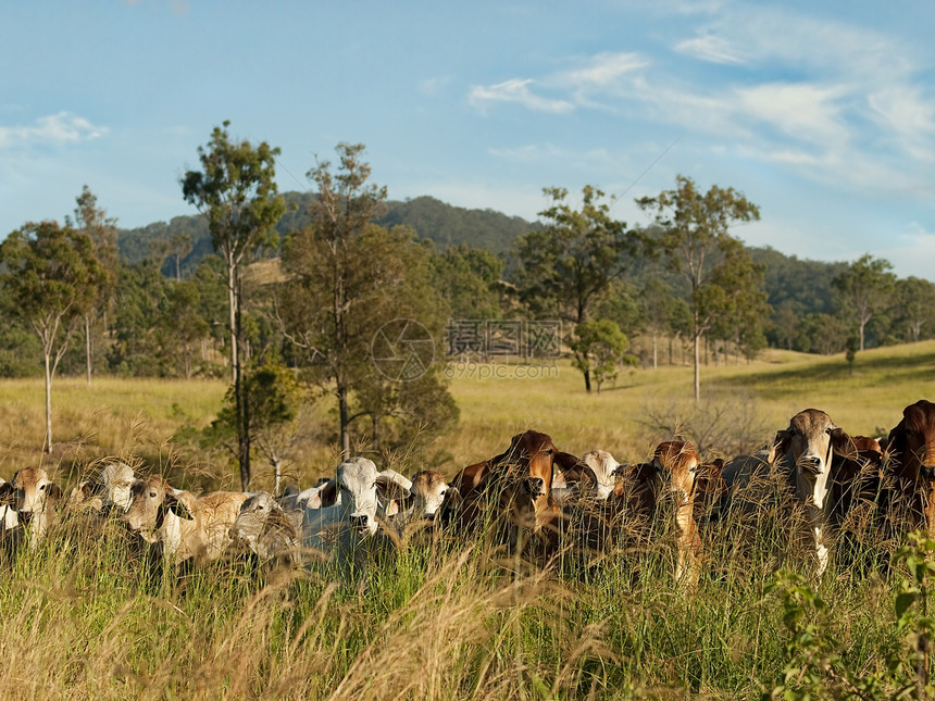 澳大利亚农村地貌景观畜牧国家图片