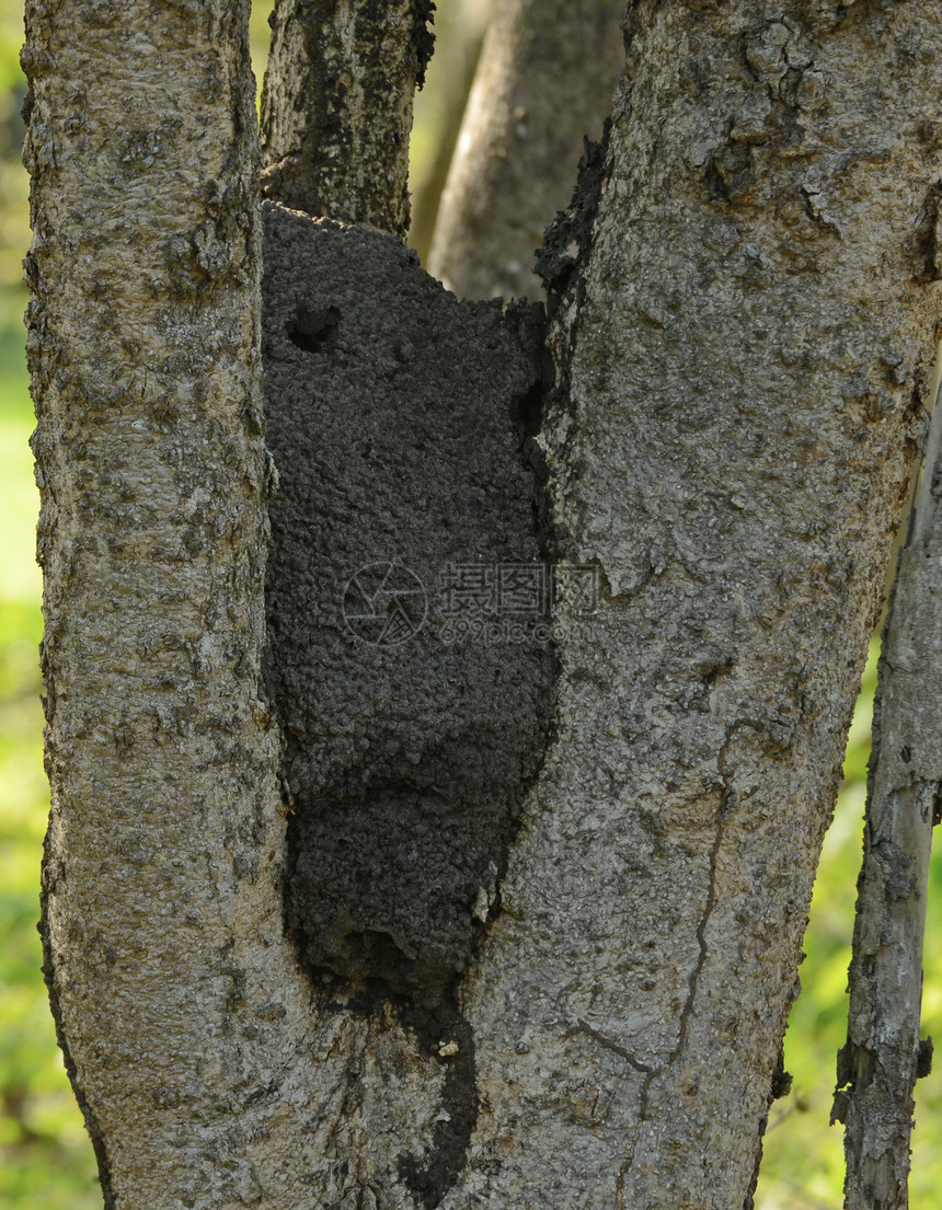 在树上筑巢的白蚁巢图片