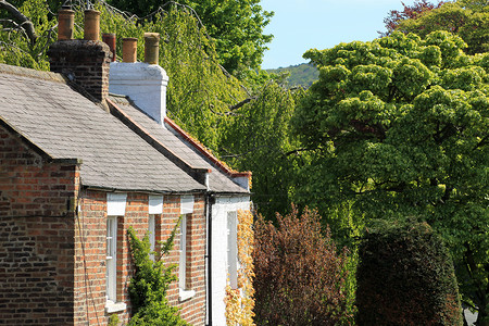 常春藤覆盖家庭或房屋背景图片