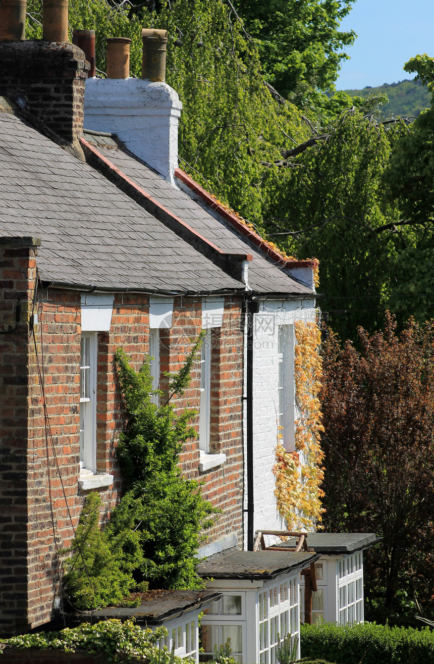 常春藤覆盖的房屋或住宅图片