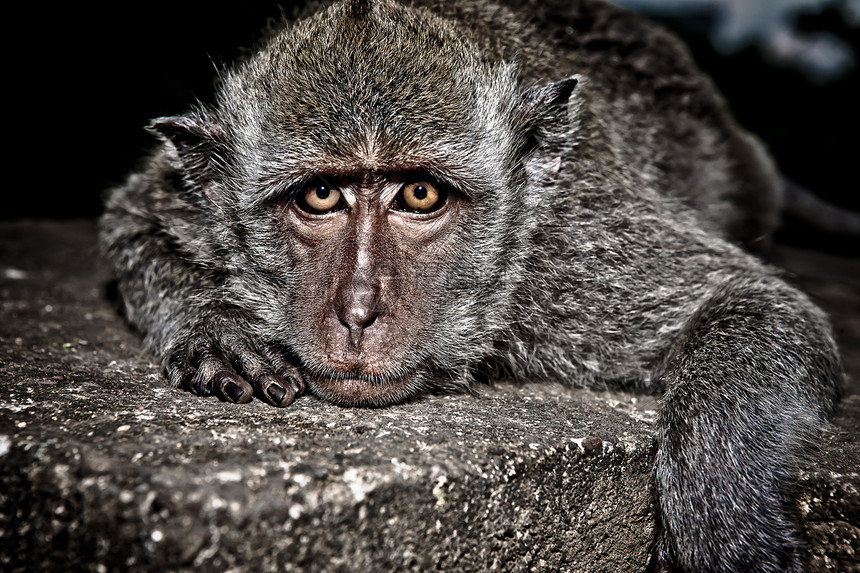 灰色红毛猴猴图片