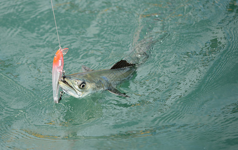 抓鱼游戏在钩鱼和渔钓线上捕获的西班牙鳄鱼背景