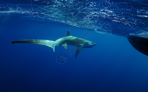 长尾鲨鲨鱼在大洋水下游泳的水域背景