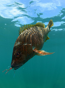 太平洋黄尾鱼在海洋中捕获背景图片