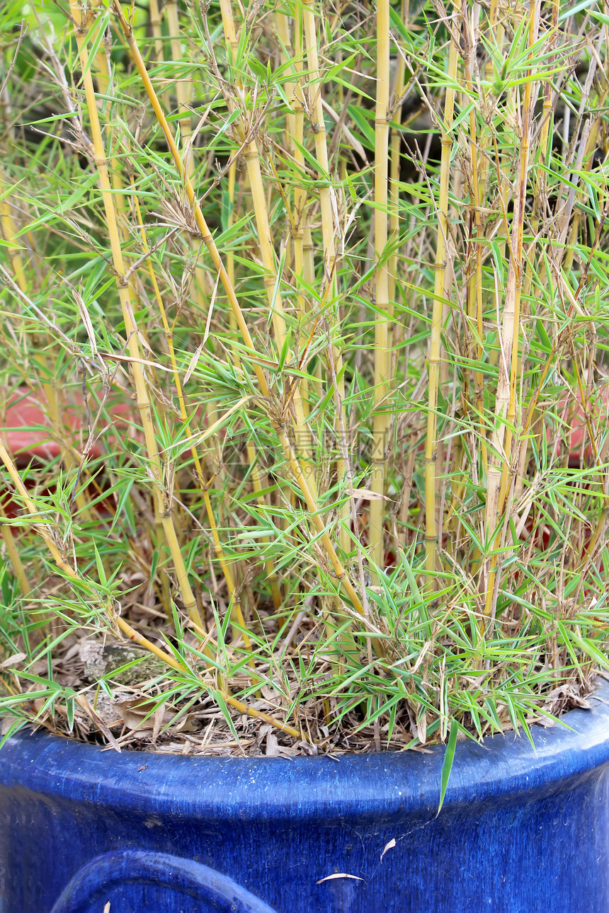 锅中黄竹子植物群植物活力生长叶子绿色竹子黄色白色图片