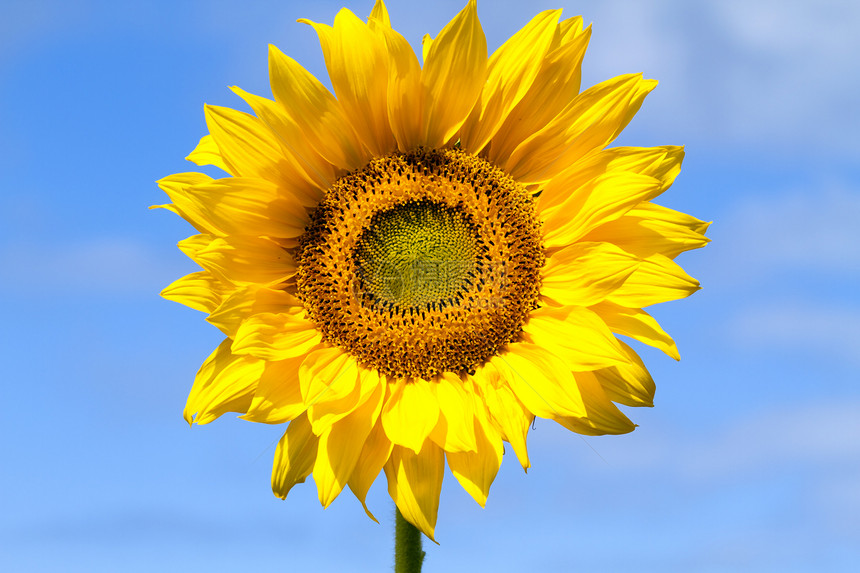 向日葵对蓝天植物群黄色花瓣圆形植物圆圈生长叶子植物学花粉图片