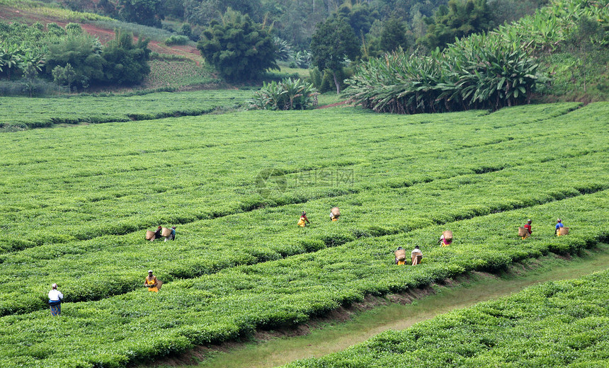 茶叶种植园茶园采摘农业生长生产图片