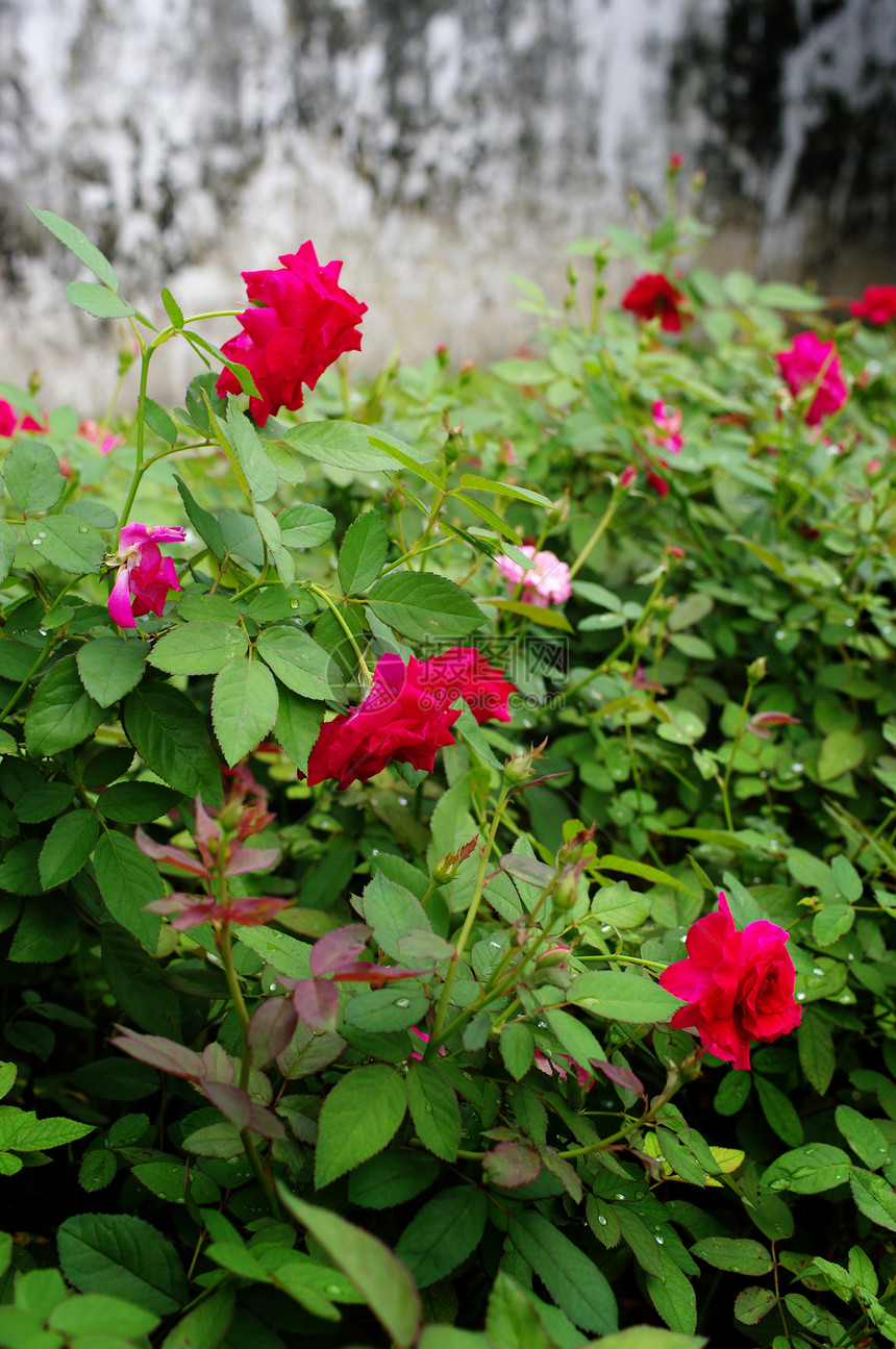 花园里的红玫瑰树叶庆典芳香植物群植物香气花坛热带季节园艺图片