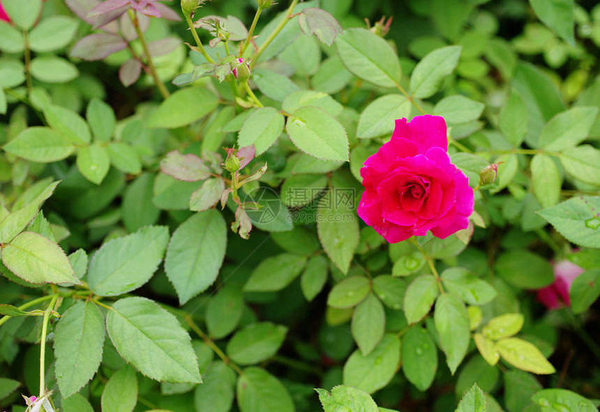 花园里的红玫瑰芳香园艺香气植物群树叶玫瑰植物花坛庆典热带图片