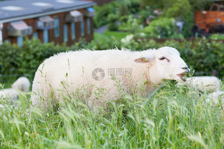 牧羊从长草中进食图片