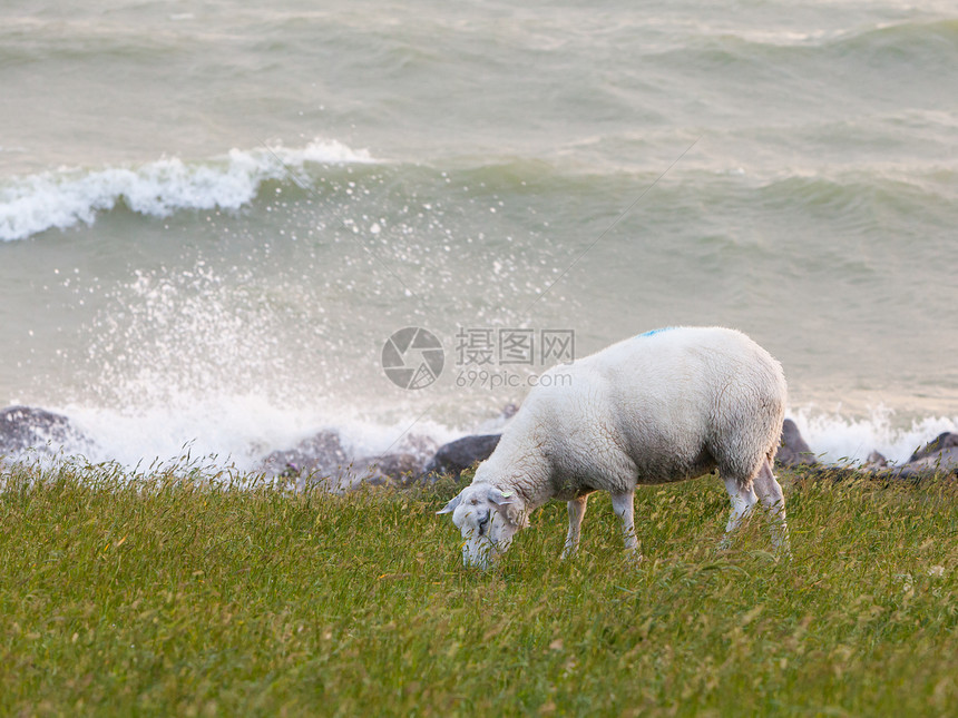 牧羊在水上吃草牧场毛皮投标草地羊毛草原农业动物绵羊海浪图片