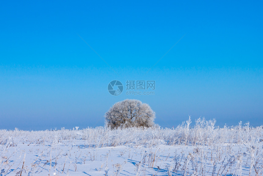 在蓝天空的田野中的冬树天气森林季节土地地平线天空场地白色图片