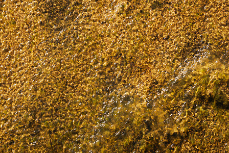 深水层苔藓鹅卵石地面背景图片