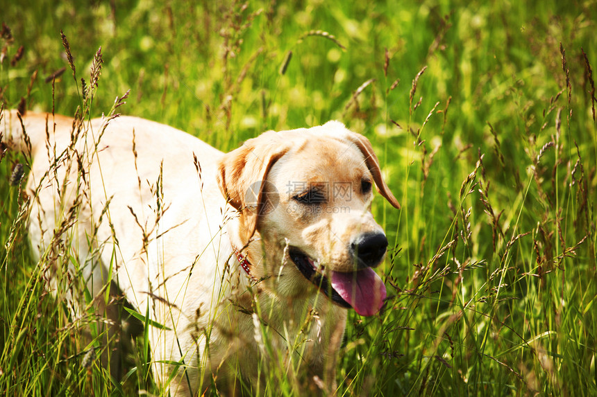 在草地上玩狗幸福宠物友谊猎犬奶油过敏朋友们毛皮男人动物图片