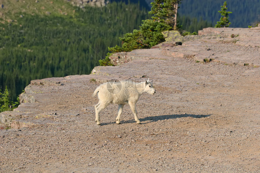 山羊小子野生动物喇叭哺乳动物孩子公园动物牛角冰川国家荒野图片